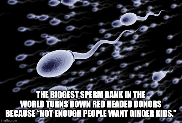 sperm cells - o The Biggest Sperm Bank In The World Turns Down Red Headed Donors Because "Not Enough People Want Ginger Kids." imgflip.com
