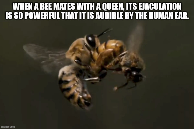 bees mating - When A Bee Mates With A Queen, Its Ejaculation Is So Powerful That It Is Audible By The Human Ear. imgflip.com
