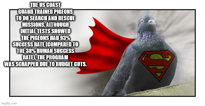 superman badge - The Us Coast Guard Trained Pigeons To Do Search And Rescue Missions. Although Initial Tests Showed The Pigeons Had 93% Success Rate Compared To The 38% Human Success Rate, The Program Was Scrapped Due To Budget Cuts. imgflip.com