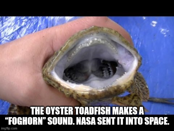 american: the bill hicks story - The Oyster Toadfish Makes A Foghorn Sound. Nasa Sent It Into Space. imgflip.com