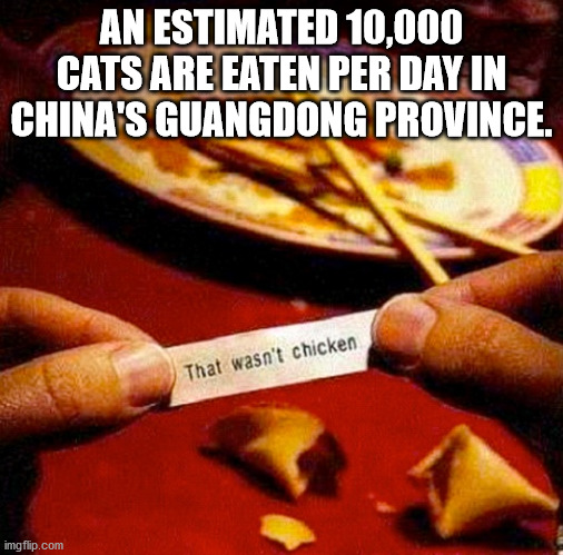 my chinese food is undercooked - An Estimated 10,000 Cats Are Eaten Per Day In China'S Guangdong Province. That wasn't chicken imgflip.com