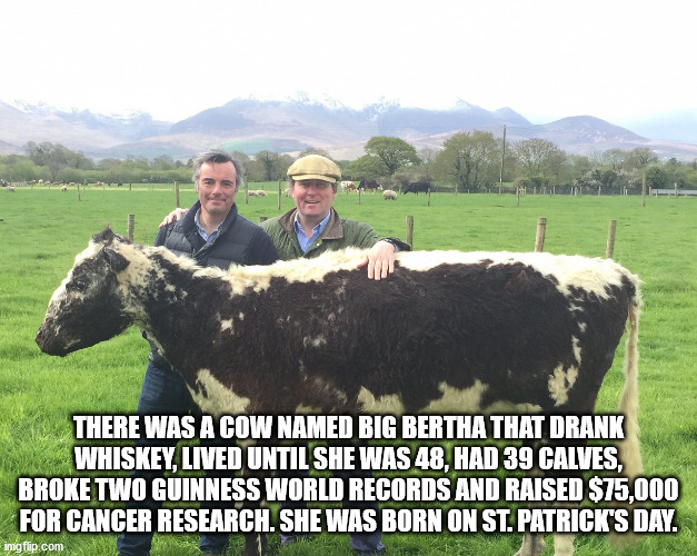 pasture - There Was A Cow Named Big Bertha That Drank Whiskey, Lived Until She Was 48, Had 39 Calves, Broke Two Guinness World Records And Raised $75,000 For Cancer Research. She Was Born On St. Patrick'S Day. imgflip.com