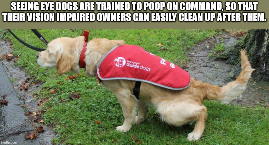 photo caption - Seeing Eye Dogs Are Trained To Poop On Command, So That Their Vision Impaired Owners Can Easily Clean Up After Them. Guide dogs imgflip.com