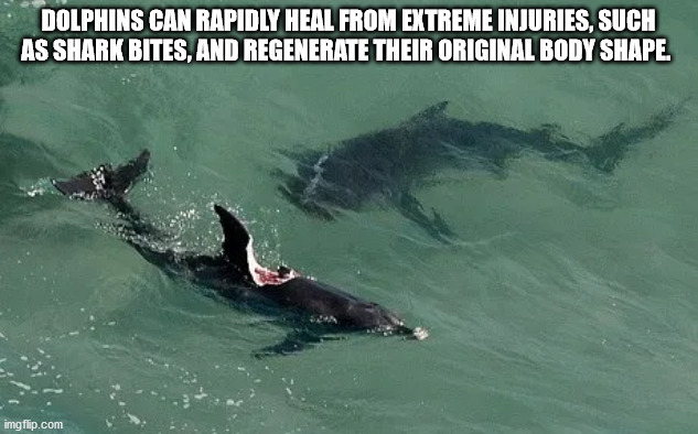 real so cal - Dolphins Can Rapidly Heal From Extreme Injuries, Such As Shark Bites, And Regenerate Their Original Body Shape. imgflip.com