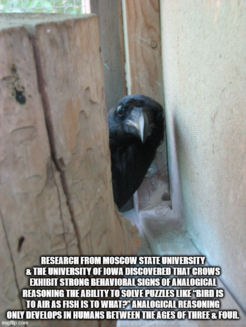 nordic mytjology meme - Research From Moscow State University & The University Of Iowa Discovered That Crows Exhibit Strong Behavioral Signs Of Analogical Reasoning The Ability To Solve Puzzles "Bird Is To Air As Fish Is To What?" Analogical Reasoning Onl