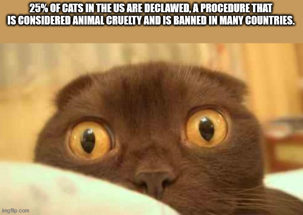 photo caption - 25% Of Cats In The Us Are Declawed, A Procedure That Is Considered Animal Cruelty And Is Banned In Many Countries. imgflip.com