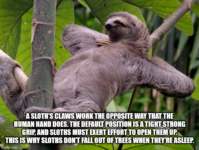 sloth relaxing - A Sloth'S Claws Work The Opposite Way That The Human Hand Does. The Default Position Is A Tight Strong Grip, And Sloths Must Exert Effort To Open Them Up. This Is Why Sloths Dont Fall Out Of Trees When They'Re Asleep. imgflip.com