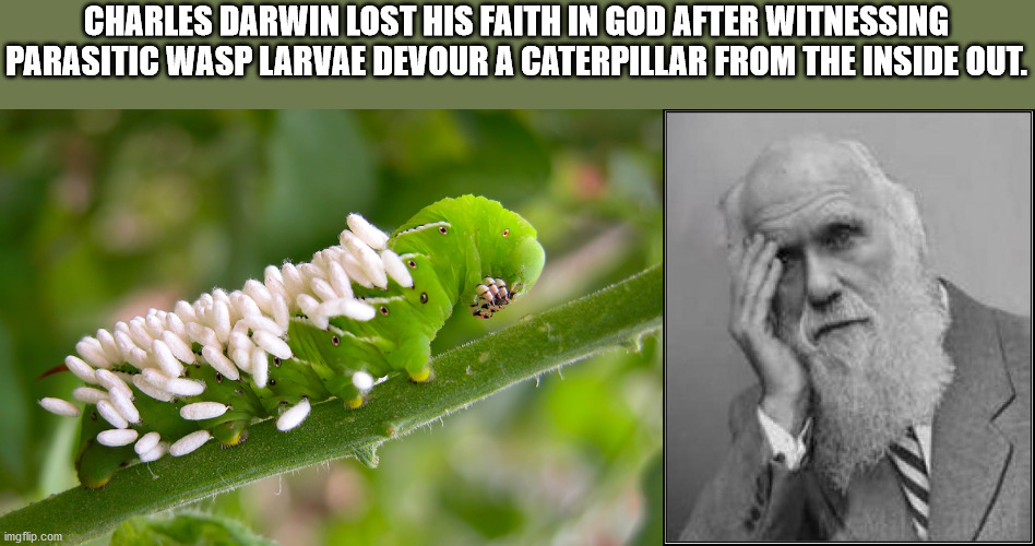 tomato hornworm wasp eggs - Charles Darwin Lost His Faith In God After Witnessing Parasitic Wasp Larvae Devour A Caterpillar From The Inside Out. imgflip.com