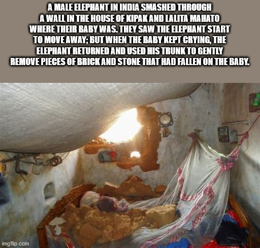 none of your business - A Male Elephant In India Smashed Through A Wall In The House Of Kipak And Lalita Mahato Where Their Baby Was. They Saw The Elephant Start To Move Away, But When The Baby Kept Crying, The Elephant Returned And Used His Trunk To Gent