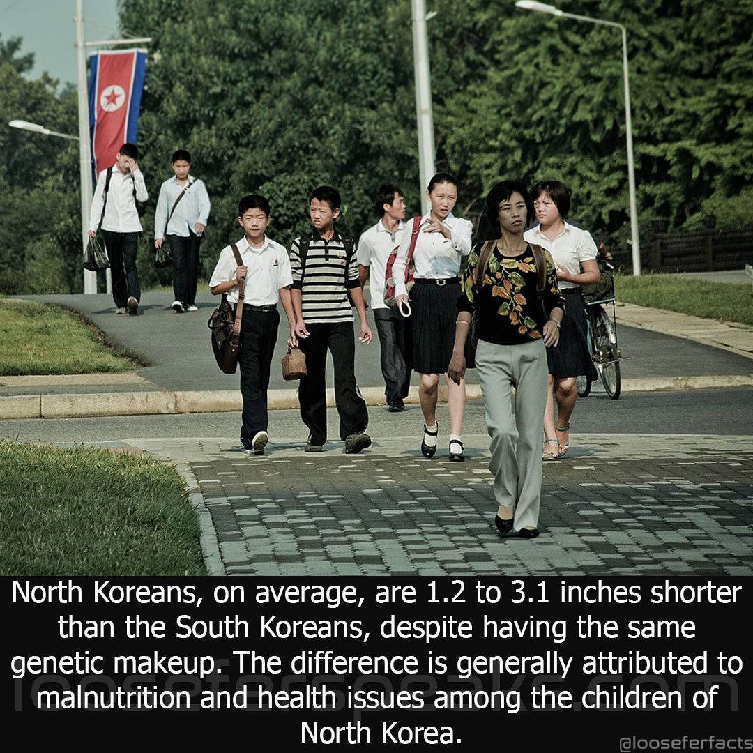 car - North Koreans, on average, are 1.2 to 3.1 inches shorter than the South Koreans, despite having the same genetic makeup. The difference is generally attributed to malnutrition and health issues among the children of North Korea.