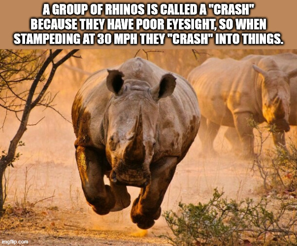 charging rhinos - A Group Of Rhinos Is Called A "Crash" Because They Have Poor Eyesight, So When Stampeding At 30 Mph They "Crash" Into Things. imgflip.com