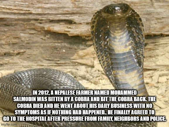 king cobra snake pic by wildlife - In 2012, A Nepalese Farmer Named Mohammed Salmodin Was Bitten By A Cobra And Bit The Cobra Back. The Cobra Died And He Went About His Daily Business With No Symptoms As If Nothing Had Happened. He Finally Agreed To Go To