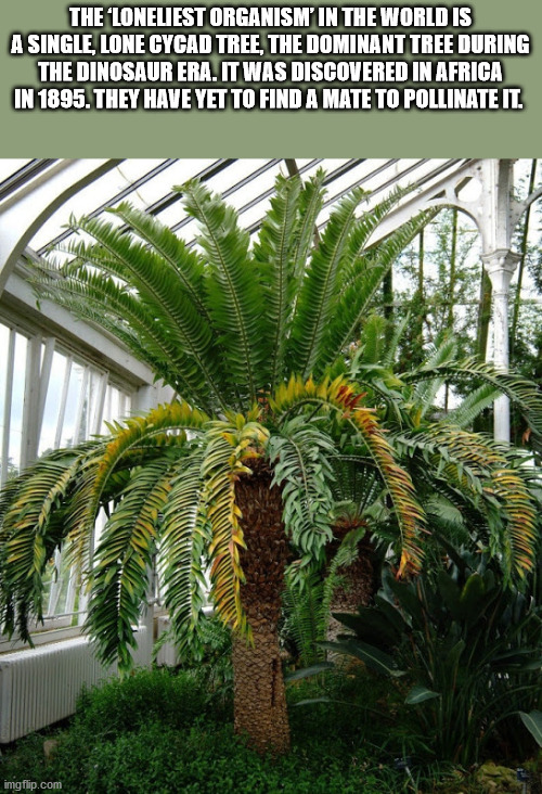 The Loneliest Organism' In The World Is A Single, Lone Cycad Tree, The Dominant Tree During The Dinosaur Era. It Was Discovered In Africa In 1895. They Have Yet To Find A Mate To Pollinate It. imgflip.com