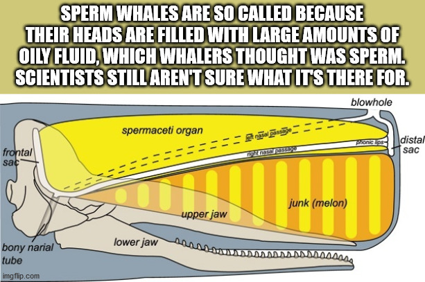 alpesh patel - Sperm Whales Are So Called Because Their Heads Are Filled With Large Amounts Of Oily Fluid, Which Whalers Thought Was Sperm. Scientists Still Aren'T Sure What It'S There For. blowhole spermaceti organ tngsalpos praneos distal sac frontal Po