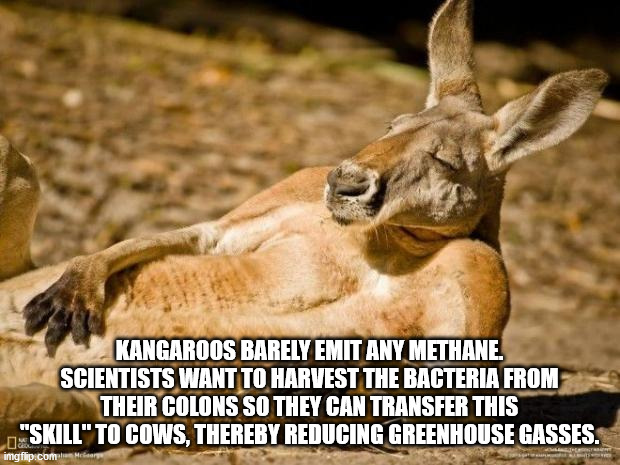national geographic kangaroo - Kangaroos Barely Emit Any Methane. Scientists Want To Harvest The Bacteria From Their Colons So They Can Transfer This 08 "Skill" To Cows, Thereby Reducing Greenhouse Gasses. imgflip.com Milor