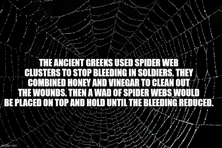 spider web - The Ancient Greeks Used Spider Web Clusters To Stop Bleeding In Soldiers. They Combined Honey And Vinegar To Clean Out The Wounds. Then A Wad Of Spider Webs Would Be Placed On Top And Hold Until The Bleeding Reduced. ipagtip.com