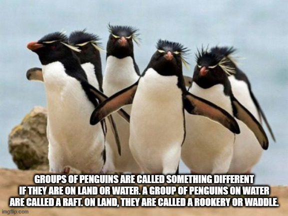 penguin corona meme - Groups Of Penguins Are Called Something Different If They Are On Land Or Water. A Group Of Penguins On Water Are Called A Raft. On Land, They Are Called A Rookery Or Waddle. imgflip.com