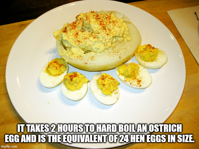 deviled ostrich egg - It Takes 2 Hours To Hard Boil An Ostrich Egg And Is The Equivalent Of 24 Hen Eggs In Size imgflip.com