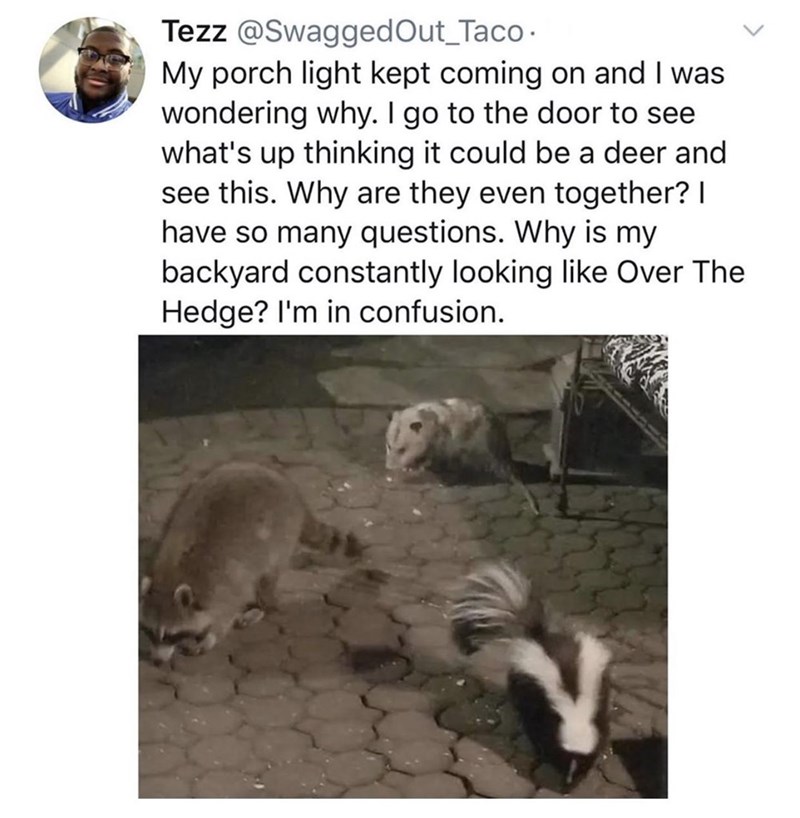 fauna - Tezz . My porch light kept coming on and I was wondering why. I go to the door to see what's up thinking it could be a deer and see this. Why are they even together? | have so many questions. Why is my backyard constantly looking Over The Hedge? I