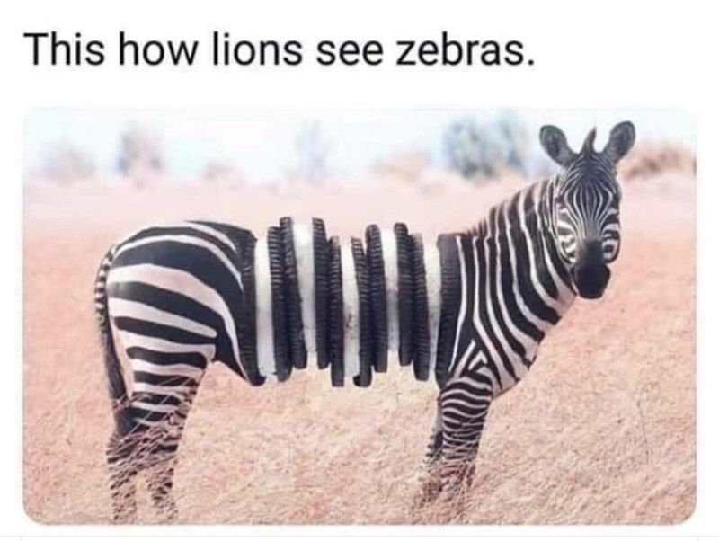 lions see zebras oreos - This how lions see zebras.