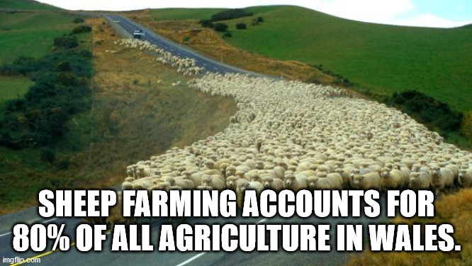 Sheep Farming Accounts For 80% Of All Agriculture In Wales.