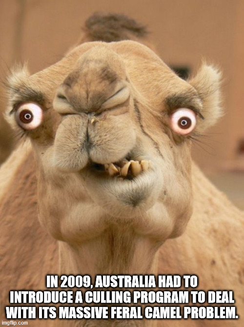 In 2009, Australia Had To Introduce A Culling Program To Deal With Its Massive Feral Camel Problem.