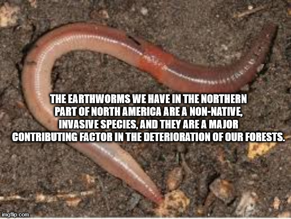 The Earthworms We Have In The Northern Part Of North America Are A NonNative, Invasive Species, And They Are A Major Contributing Factor In The Deterioration Of Our Forests.