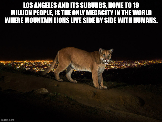 national geographic puma cougar - Los Angeles And Its Suburbs, Home To 19 Million People, Is The Only Megacity In The World Where Mountain Lions Live Side By Side With Humans. imgflip.com