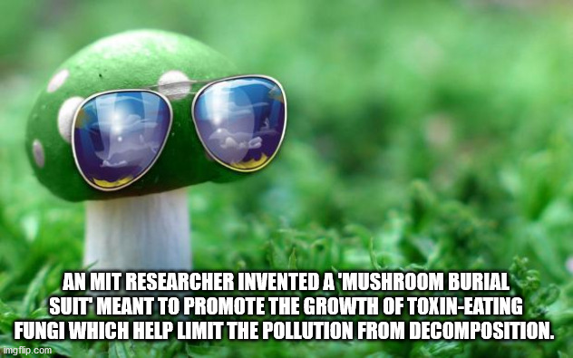 cool mushroom - An Mit Researcher Invented A 'Mushroom Burial Suit Meant To Promote The Growth Of ToxinEating Fungi Which Help Limit The Pollution From Decomposition. Imgflip.com