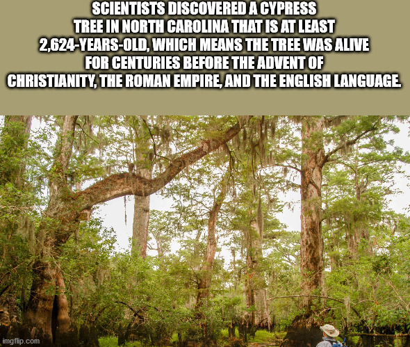 tree - Scientists Discovered A Cypress Tree In North Carolina That Is At Least 2,624Years Old, Which Means The Tree Was Alive For Centuries Before The Advent Of Christianity, The Roman Empire, And The English Language imgflip.com