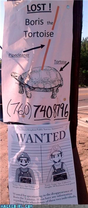 poster - Lost ! Boris the Tortoise Pipecleaner Tortoise Kingdom Punic Sonne Wanted fox questioning in the disappearance of Won the Tortoise. If you have any information regarding the wheabouts of these two individuals, Hackedirl. Cim 760 7408796 Wanted Ex