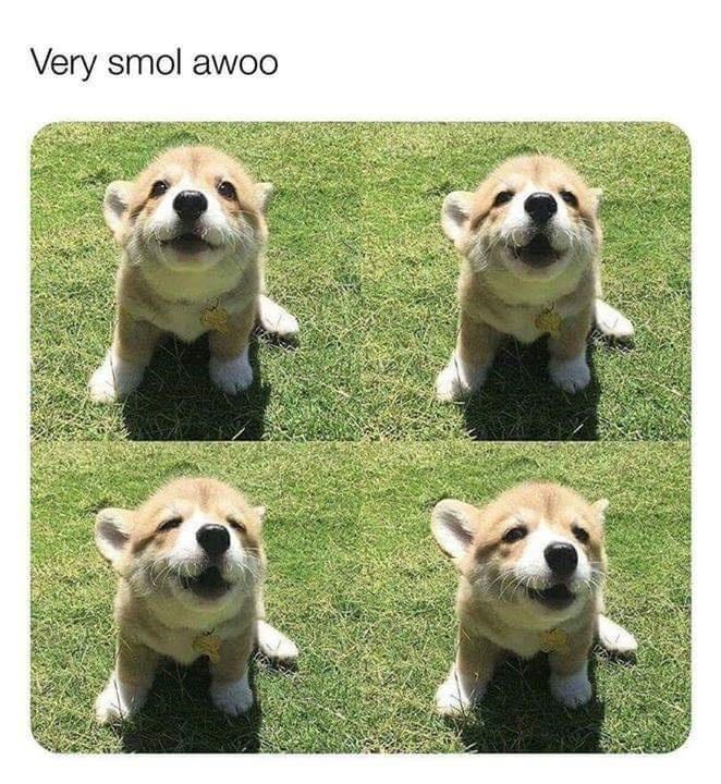 very smol awoo - Very smol awoo