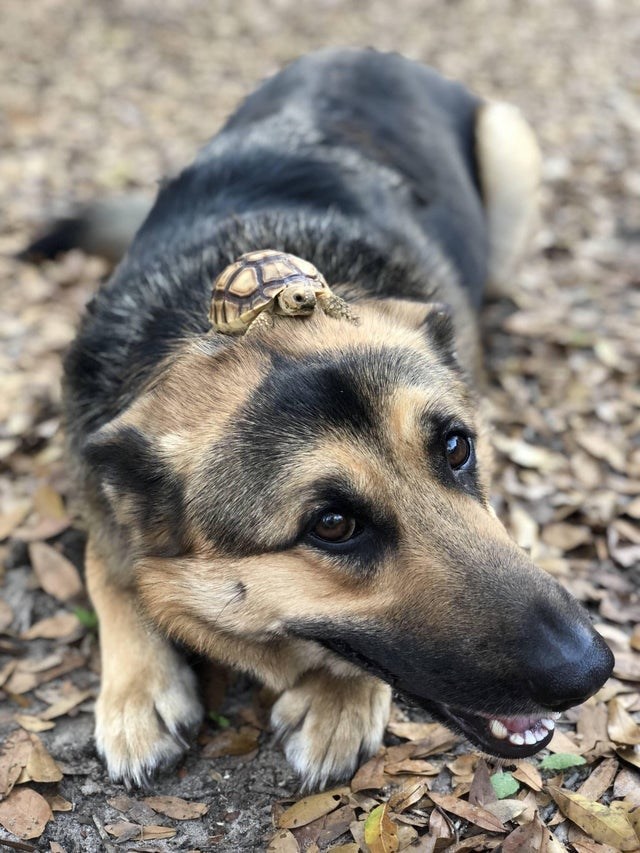 turtle on german shepherd