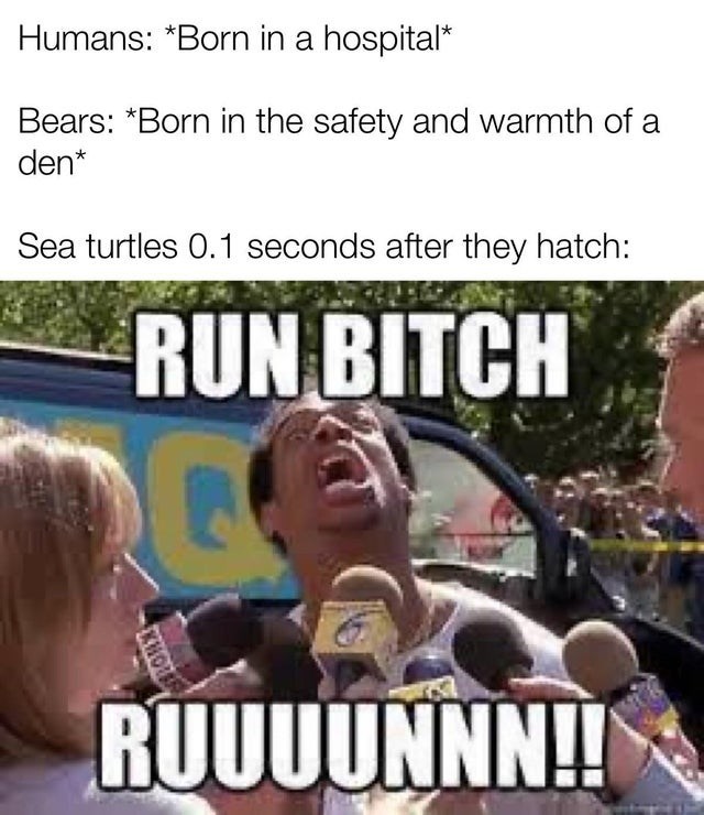 run bitch run meme - Humans Born in a hospital Bears Born in the safety and warmth of a den Sea turtles 0.1 seconds after they hatch Run Bitch Ruuuunnn!!