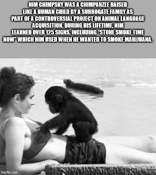 friendship - Nim Chimpsky Was A Chimpanzee Raised A Human Child By A Surrogate Family As Part Of A Controversial Project On Animal Language Acquisition. During His Lifetime, Nim Learned Over 125 Signs, Including Stone Smoke Time Now" Which Nim Used When H