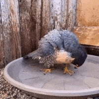 Moving Image Mayhem (Animal Edition)