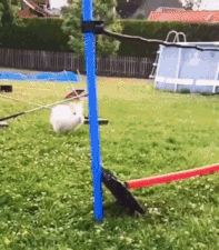 Moving Image Mayhem (Animal Edition)