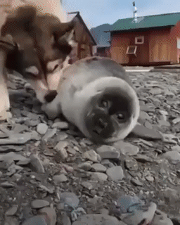 Moving Image Mayhem (Animal Edition)