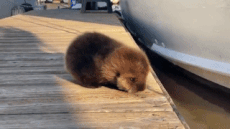 Moving Image Mayhem (Animal Edition)