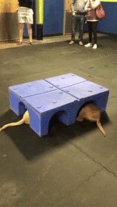 Moving Image Mayhem (Animal Edition)