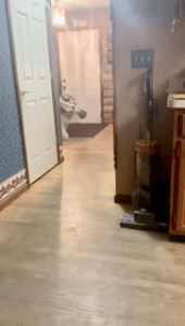 Moving Image Mayhem (Animal Edition)