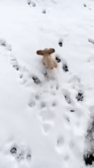 Moving Image Mayhem (Animal Edition)