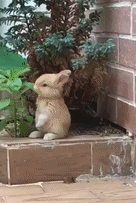 Moving Image Mayhem (Animal Edition)