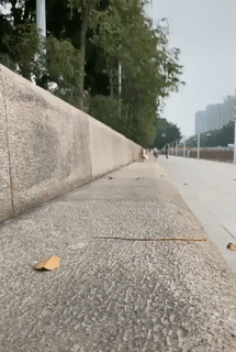 Moving Image Mayhem (Animal Edition)