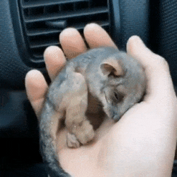 Moving Image Mayhem (Animal Edition)