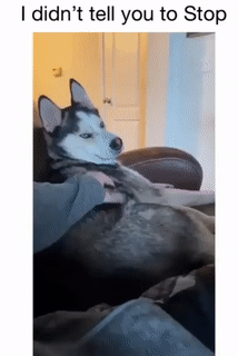 Moving Image Mayhem (Animal Edition)