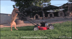 Moving Image Mayhem (Animal Edition)