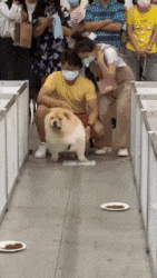 Moving Image Mayhem (Animal Edition)