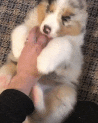 Moving Image Mayhem (Animal Edition)