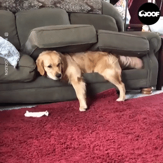 Moving Image Mayhem (Animal Edition)